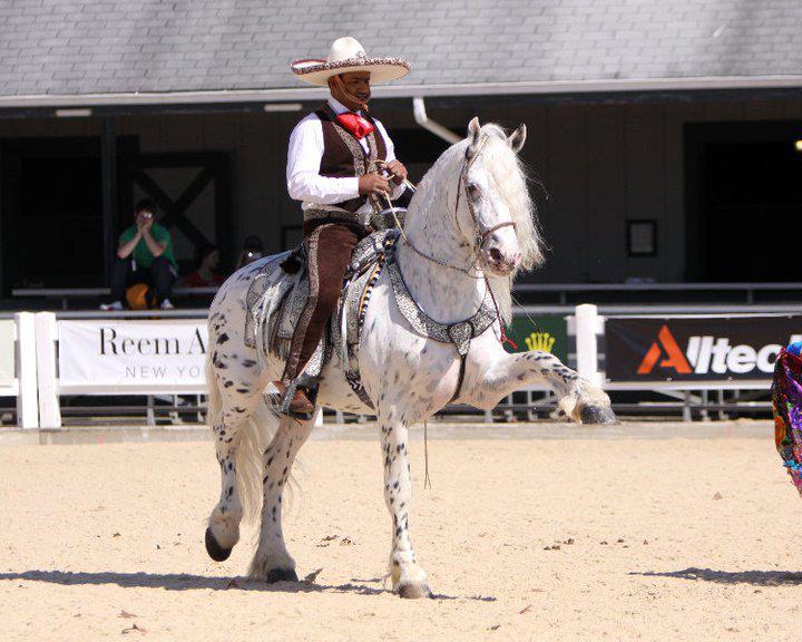 Mystic Warrior Appaloosa x Friesian